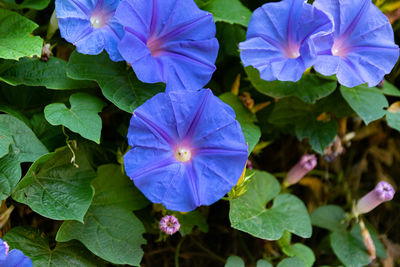 Close-up of purple flowering plants