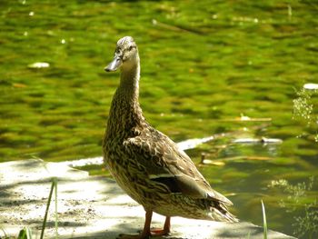 Close-up of a duck