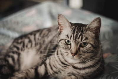 Close-up portrait of a cat