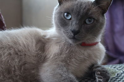 Close-up portrait of a cat looking away