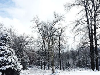 Bare trees against sky