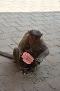 High angle view of monkey on footpath