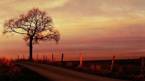 Trees on landscape against sky during sunset