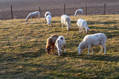 Sheep grazing on field