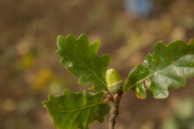 Close-up of fresh green leaves