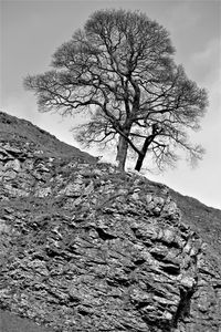 Bare tree on rock against sky