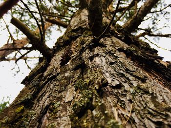 Low angle view of tree trunk