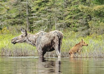 Moose with calf in lake at forest