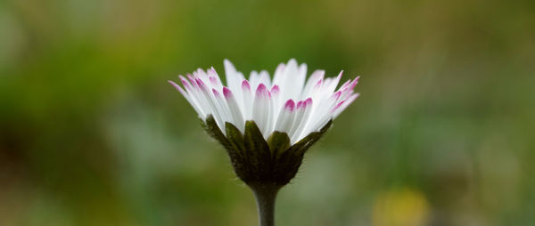 Close-up of pink flower against blurred background