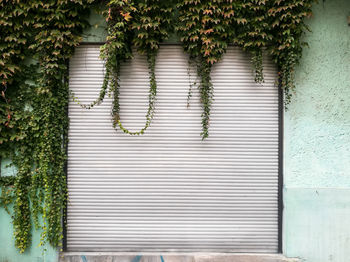 Creepers growing over closed shutter