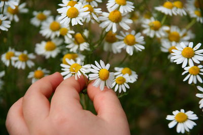 Cropped hand holding daisy flowers