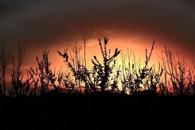 Silhouette plants on field at sunset