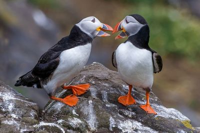 Close-up of puffins perching on rock