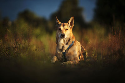 Portrait of a dog on field