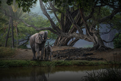 View of elephant drinking water in lake