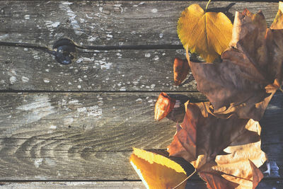 Close-up of dry leaves on wood