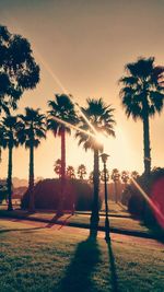 Sun shining through trees