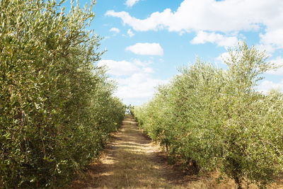 Scenic view of trees on landscape against sky