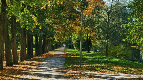 Road amidst trees in forest during autumn