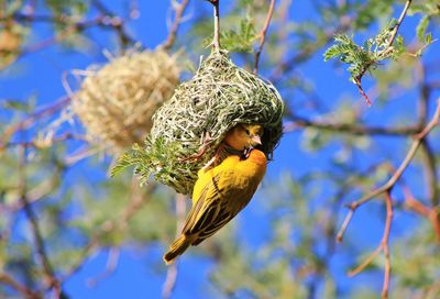 Close-up of bird perching on branch against blue sky