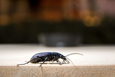 Close-up of fly on table