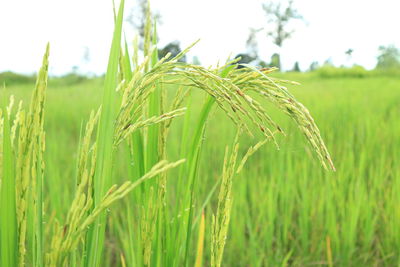 Close-up of wheat growing on field