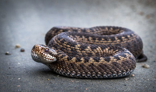 Close-up of lizard