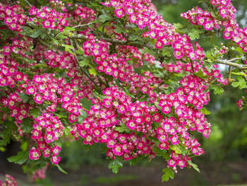 Close-up of pink flowering plant