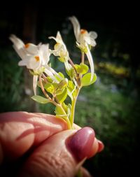 Close-up of hand holding flowering plant