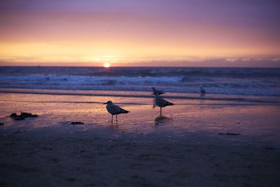 Scenic view of sea at sunset