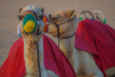 Rear view of woman with camel