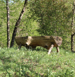 Side view of a horse in a field