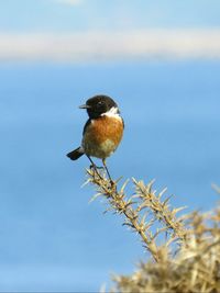 Close-up of bird perching on plant against sky