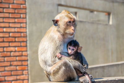 Take care for the monkey baby in thailand southeast asia