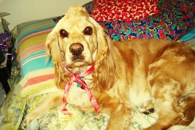 Close-up portrait of dog