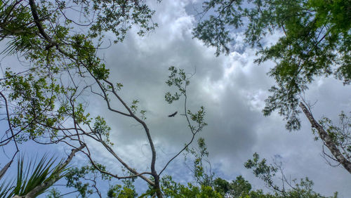 Low angle view of trees against sky