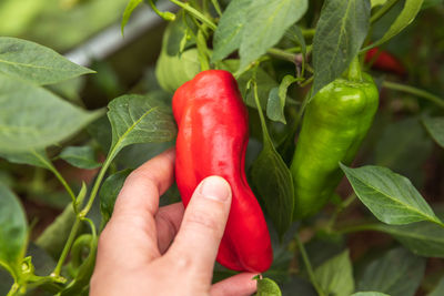 Close-up of hand holding bell pepper
