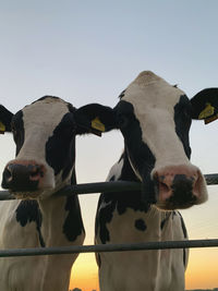 View of cows against sky