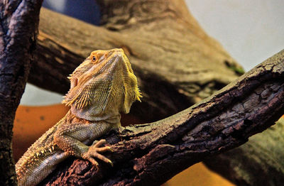 Close-up of a lizard on tree