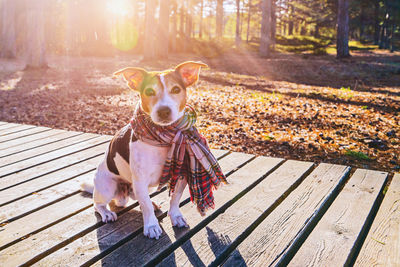 Portrait of dog sitting on bench in park