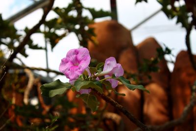 Close-up of pink flowering plant