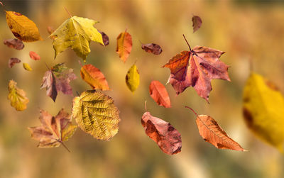 Close-up of wilted plant during autumn