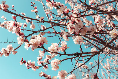 Low angle view of cherry blossoms against sky