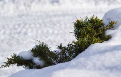 Close-up of snow covered tree