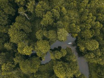 Green forest. descent by kayaks. drone photo