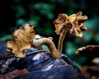 Close-up of dried mushroom growing on plant