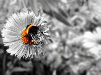 Close-up of bee on flower