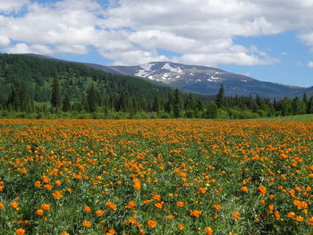 Scenic view of flowering plants on field against sky