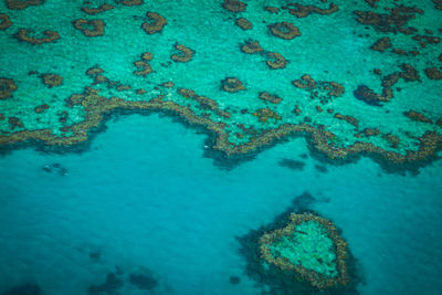 High angle view of coral in sea