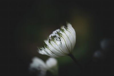 Close-up of white flower